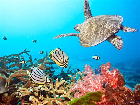 Underwater Fish Fishes Ocean Sea Tropical Reef Turtle