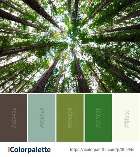 79 Rainforest Color Palette Ideas In 2024 Icolorpalette