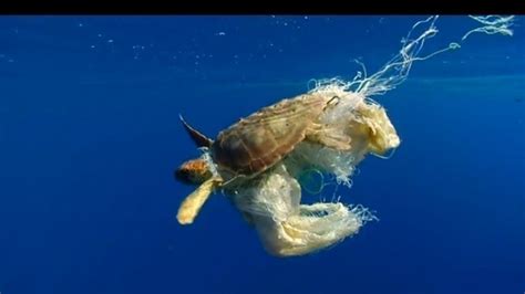 Petition · Raise Awareness Of Plastic Bag Pollution On Sea Life In Long