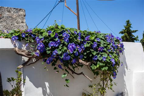 Greece Islands Rhodes Luxury Villa Sothebys Realty Explore Plants