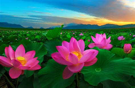 Download Pink Flower Leaf Flower Nature Lotus Wallpaper