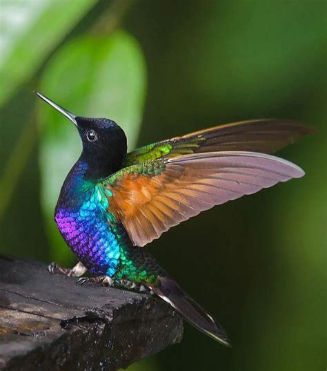 Las 1200 Aves ExÓticas Más Bellas Del Mundo ¡fotos Y Curiosas Las