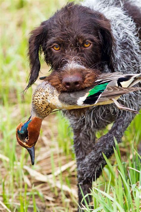 What Is The Best Dove Hunting Dog