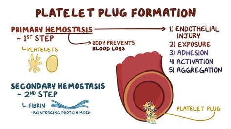 Platelet Plug Formation Primary Hemostasis Video Osmosis
