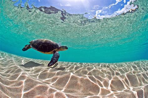 Summertime Sea Turtle Pictures Clark Little Photography Baby Sea