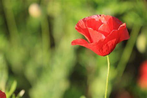 Red Poppy Flower · Free Stock Photo