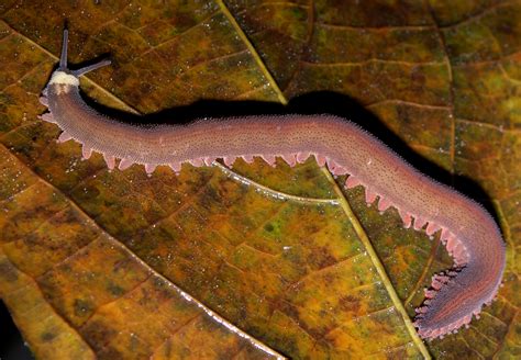 Filevelvet Worm Rotated Mirrorpng Wikimedia Commons