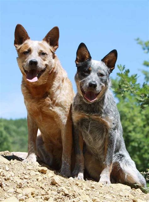 Pin On Blue Heeler Dogs