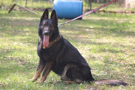 East And West German Shepherd Facts Origin And History