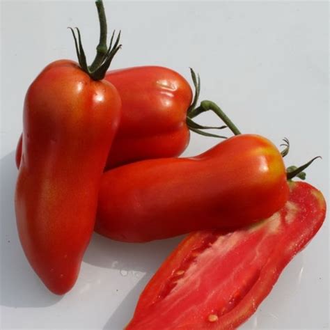Plant De Tomate Andine Cornue Bio Les Serres De Chadignac