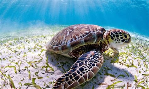 Endangered Sea Turtles Quiz Science Quizizz