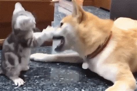 Find funny gifs, cute gifs, reaction gifs and more. All Purpose Coronavirus Discussion Part XII: Cute Animal ...