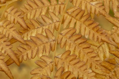 Autumn Natural Background Yellow Foliage Of A Fern Close Up Stock