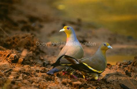 Sri Lanka Orange Breasted Green Pigeons Threeblindmen Photography