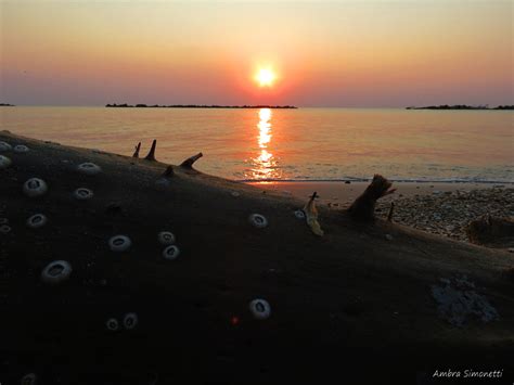 Un Tronco Particolarmente Vissuto Un Oceano Di Silenzio S Flickr