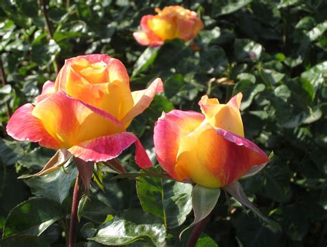 Two Yellow And Red Roses In The Sun