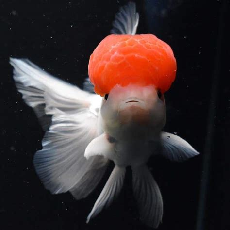Top 25 Types Of Goldfish Popular Fancy And Rare