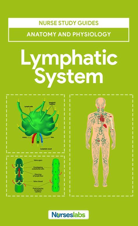 Lymphatic System Anatomy And Physiology Lymfestelsel