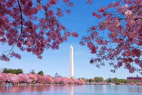 Everything You Need To Know About Cherry Blossom Season Visit Montgomery