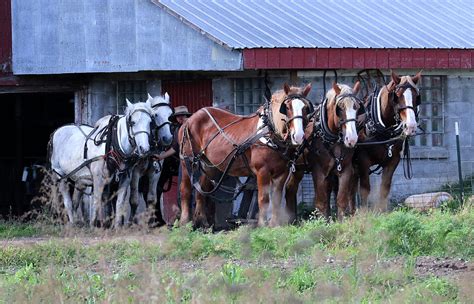 Amish Working Horses Photograph By Brook Burling Fine Art America