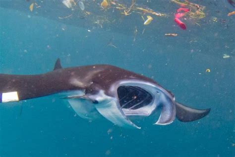 Manta Rays At Risk From Microplastics
