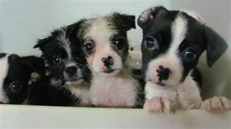 Payable in cash you are welcome to make an appointment to visit and bring cash deposit. Cute Havanese cross Boston Terrier puppies for Sale in Janesville, Wisconsin Classified ...
