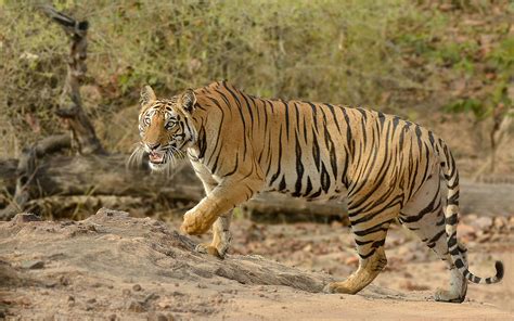 Wild Animals Of Africa Tiger Desktop Wallpaper Hd 2880x1800