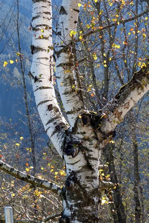 Birch Tree Nature Free Photo On Pixabay Pixabay