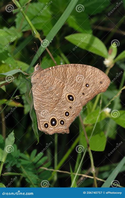 Evening Brown Butterfly Lateral View Melanitis Leda Pune Stock Image