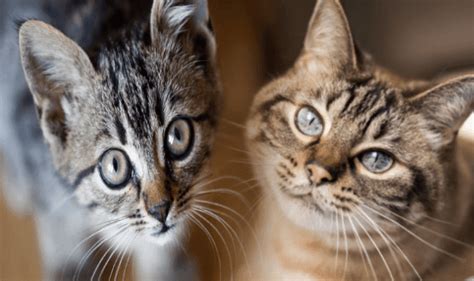 The Best Types Of Cats With Pictures And Names In The World