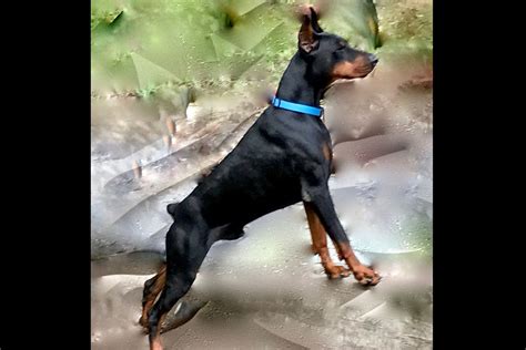 Doberman Pinscher Puppies For Sale - AKC PuppyFinder
