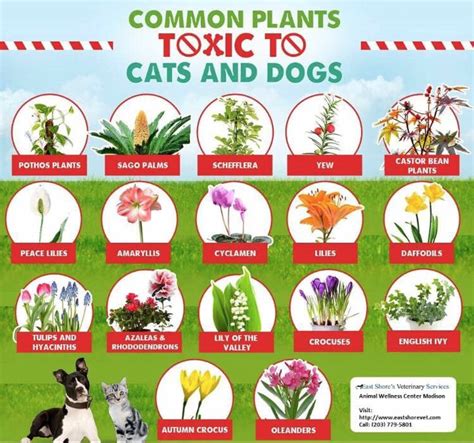 10 Common Flowers Poisonous To Dogs And How To Spot Them