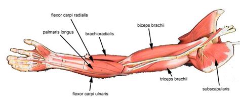 Many muscle names indicate the muscle's location. muscles of the arm labeled | Muscle diagram, Arm muscles ...