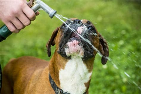 Boxer Dog Drinks Water From A Garden Hose Stock Image Image Of