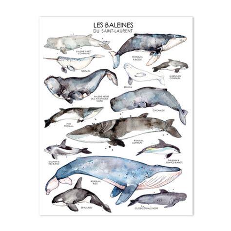 Les Baleines Du Saint Laurent Marie Eve Arpin Art