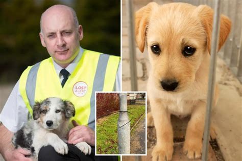 Pet Detective Warns Scots Dog Owners Being Stalked By Crooks As Homes