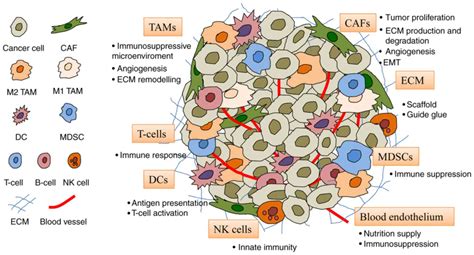 Roles Of Ubiquitination In The Crosstalk Between Tumors And The Tumor