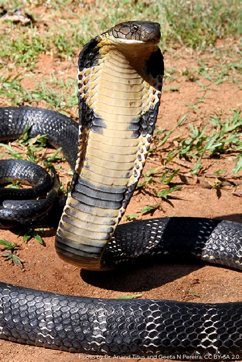 The Famous King Cobra Can Grow Over 18 Feet Long Making It The Worlds