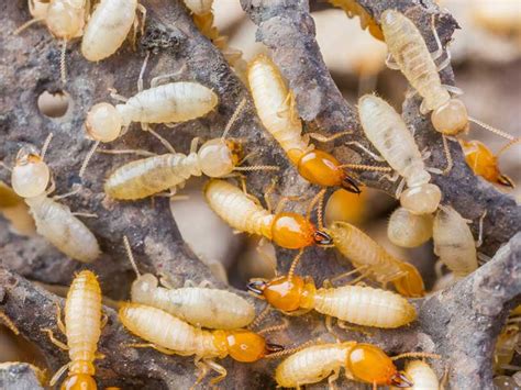 Safari termite & pest control are jacksonville exterminators for all florida pests including termites, fire ants, wasps, spiders and rodents. Termite Control | St. Johns, Ponte Vedra Beach ...