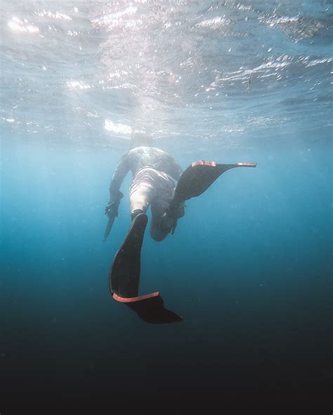 무료 이미지 자연스러운 수중 다이빙 지느러미 물줄기 해양 생물학 휴양 다이브 마스터 다이빙 장비 수영복 수중 스포츠 강청색 해양 포유류 호수 반사
