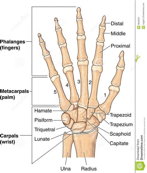 Bones Of The Hand And Wrist Anatomy For The Artist Reference Pi