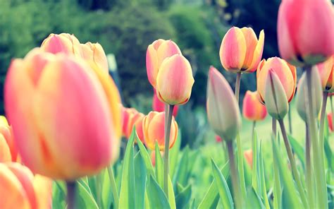 Tulips Dutch Netherlands Flowers Clovers Wallpapers Hd Desktop