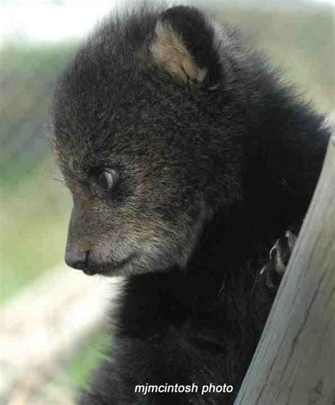 28 Best Images About Baby Black Bear On Pinterest Foxs News Zoos And