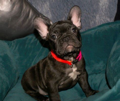 British bulldogs rarely bark but snore, snort, wheeze, grunt, and snuffle instead. French Bulldog Puppies For Sale | Harrisburg, PA #290857