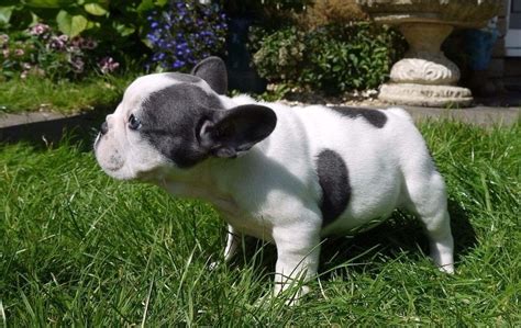But did you know frenchies' ears can be folded over (referred to. French Bulldog Puppies For Sale | Atlanta, GA #208202