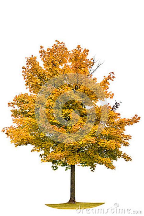 Autumnal Yellow Maple Tree Isolated On White Background Stock Photo