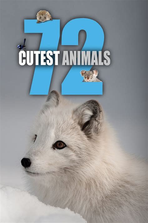 🥇 72 Cutest Animals Serie Online Todas Las Temporadas Hd Homecine