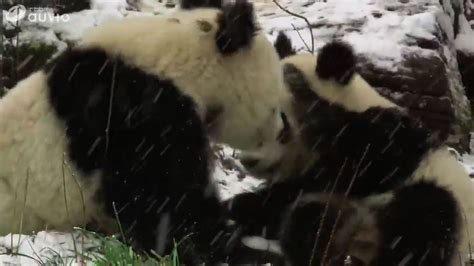 Les Pandas Du Zoo De Vienne Auvio