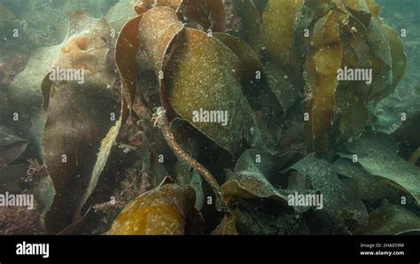 Kelp Brown Algae Order Laminariales Stock Photo Alamy