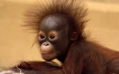 Baby Orangutan Wallpaper 64 Images